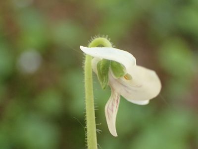 Viola renifolia, photographed by Allan Harris