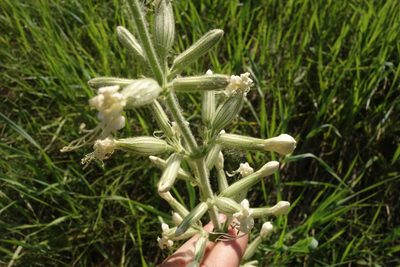 Silene viscosa, photographed by Aleksei Baushev