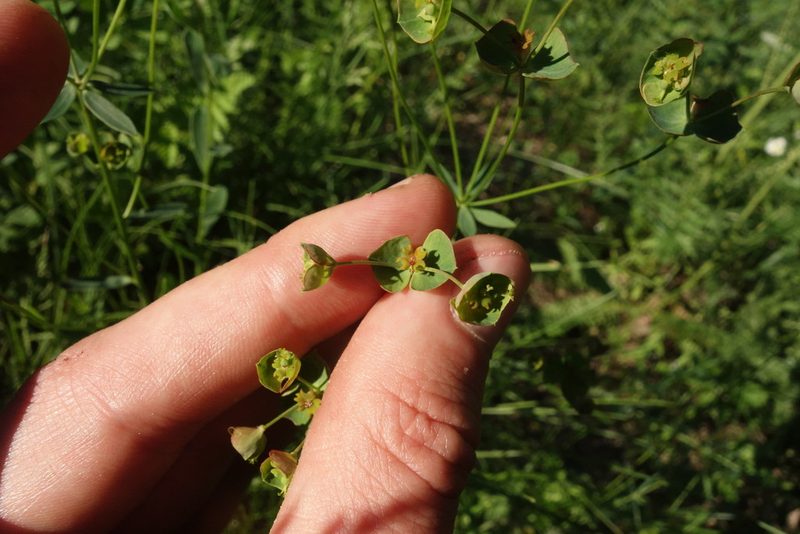 Euphorbia subtilis, photographed by Aleksei Baushev
