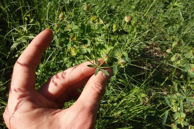 Euphorbia subtilis, photographed by Aleksei Baushev