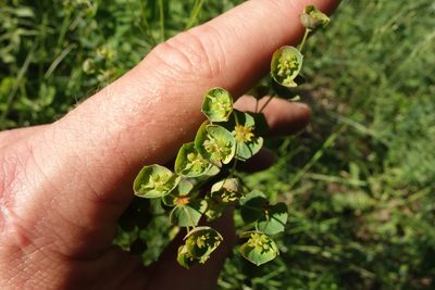 Euphorbia subtilis, photographed by Aleksei Baushev