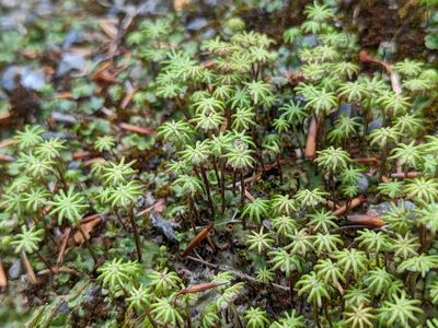 Marchantia polymorpha, photographed by Isaac Caswell