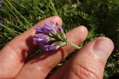 Astragalus danicus, photographed by Aleksei Baushev