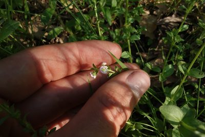 Veronica serpyllifolia, photographed by Aleksei Baushev