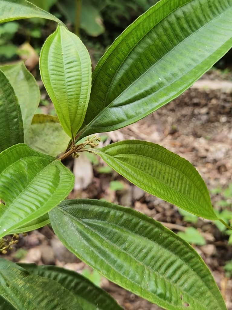 Miconia cinnamomea, photographed by Eduardo Chacón Madrigal