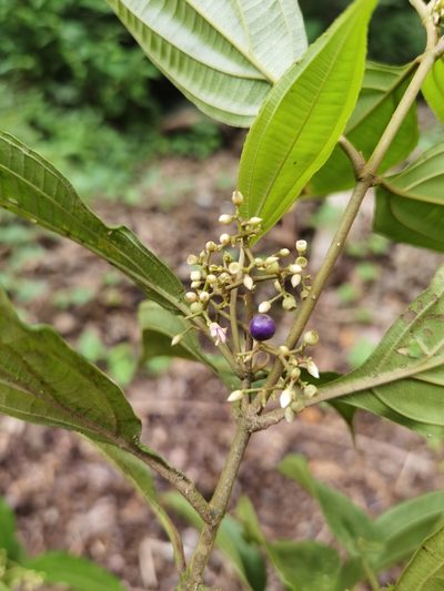 Miconia cinnamomea, photographed by Eduardo Chacón Madrigal