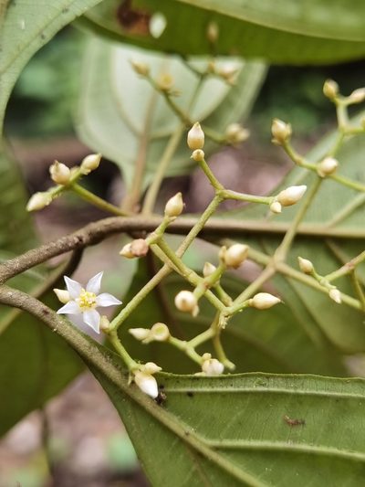 Miconia cinnamomea, photographed by Eduardo Chacón Madrigal