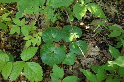 Asarum europaeum, photographed by Aleksei Baushev