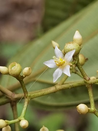 Miconia cinnamomea, photographed by Eduardo Chacón Madrigal
