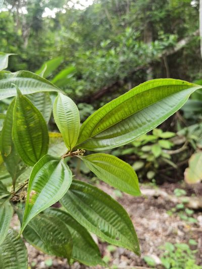 Miconia cinnamomea, photographed by Eduardo Chacón Madrigal