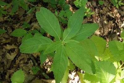 Mercurialis perennis, photographed by Aleksei Baushev