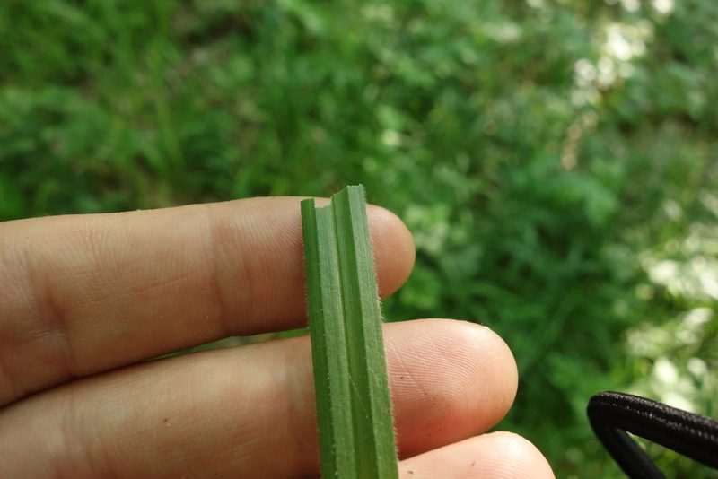 Carex pilosa, photographed by Aleksei Baushev