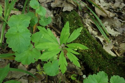 Anemonoides ranunculoides, photographed by Aleksei Baushev