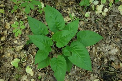Pulmonaria obscura, photographed by Aleksei Baushev