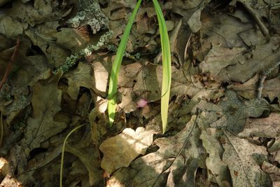 Scilla siberica, photographed by Aleksei Baushev