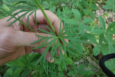 Aconitum anthora