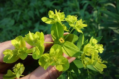 Euphorbia semivillosa, photographed by Aleksei Baushev