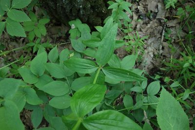 Galium rubioides, photographed by Aleksei Baushev
