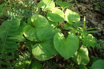 Viola mirabilis, photographed by Aleksei Baushev