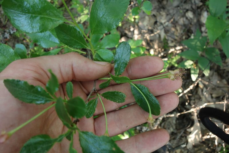 Prunus fruticosa, photographed by Aleksei Baushev