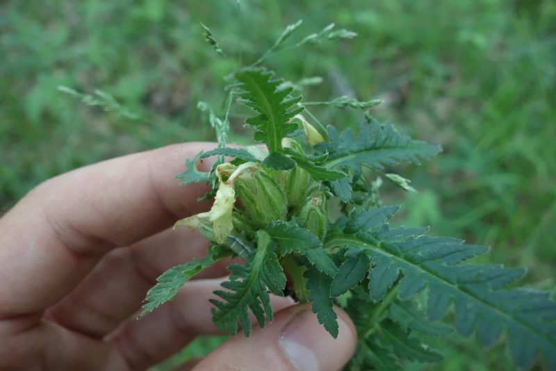 Pedicularis kaufmannii, photographed by Aleksei Baushev