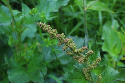 Blitum bonus-henricus, photographed by CorentinD