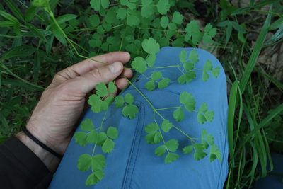 Thalictrum minus, photographed by Aleksei Baushev