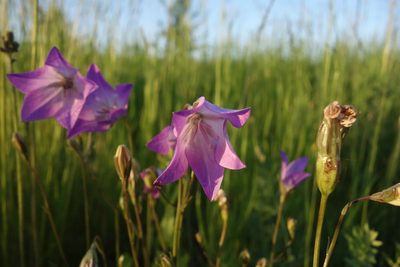 Campanula stevenii, photographed by Aleksei Baushev