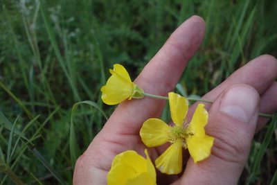 Ranunculus illyricus, photographed by Aleksei Baushev