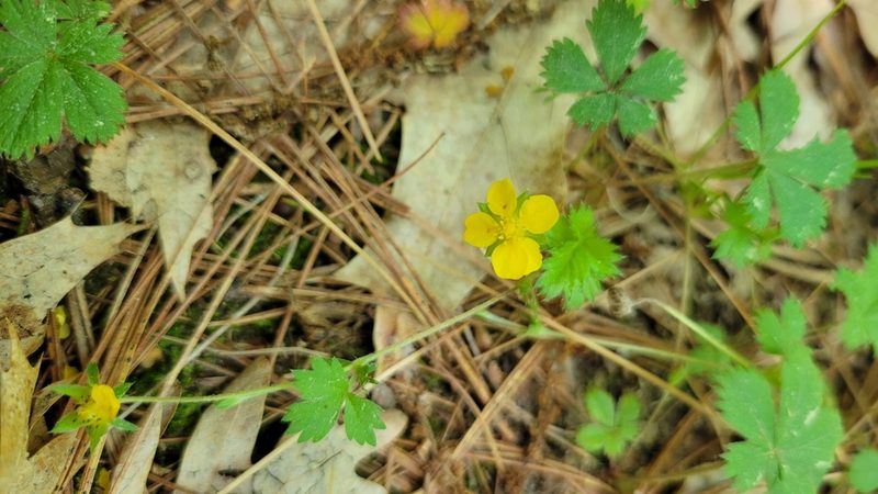 Potentilla canadensis, photographed by David Morgan
