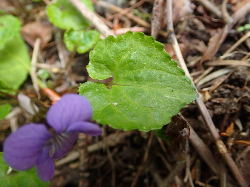 Viola selkirkii, photographed by Allan Harris