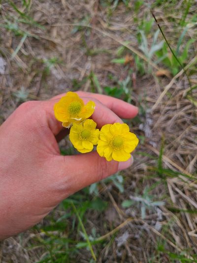 Ranunculus cardiophyllus, photographed by Celina Waldron