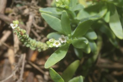 Heliotropium curassavicum, photographed by Juan Cruzado Cortés