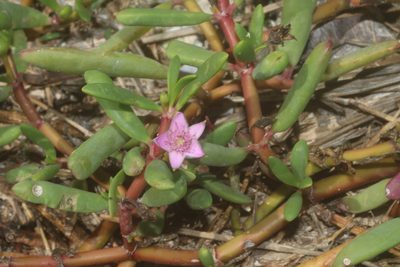 Sesuvium portulacastrum, photographed by Juan Cruzado Cortés