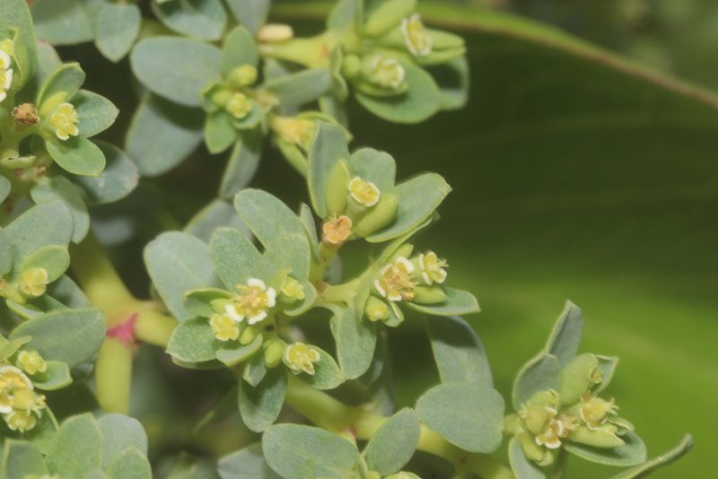 Euphorbia mesembryanthemifolia, photographed by Juan Cruzado Cortés