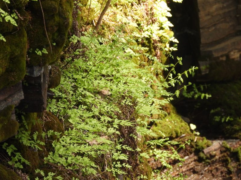 Cryptogramma stelleri, photographed by Allan Harris