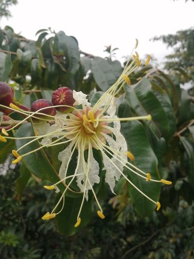 Lafoensia acuminata, photographed by GERMAN LEONEL SARMIENTO CRUZ