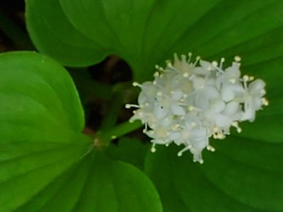 Maianthemum dilatatum