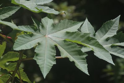 Ricinus communis, photographed by Juan Cruzado Cortés