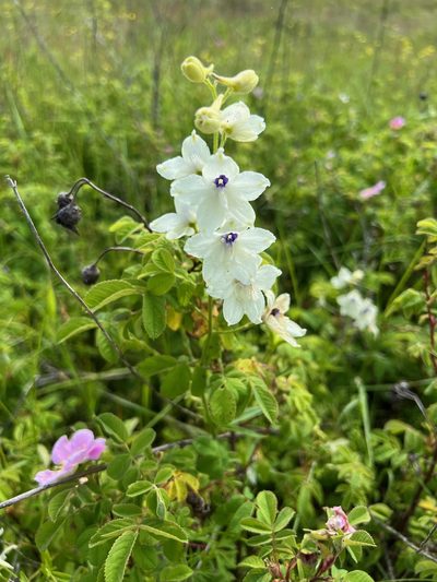 Delphinium pavonaceum, photographed by Judi Sanders