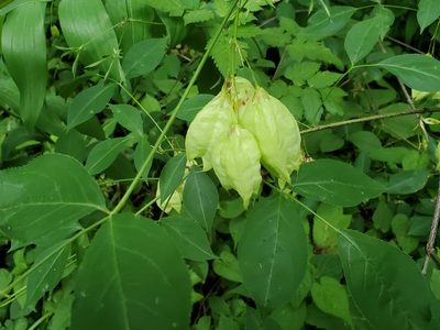 Staphylea trifolia, photographed by Craig Martin
