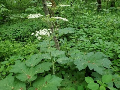 Heracleum maximum, photographed by Craig Martin