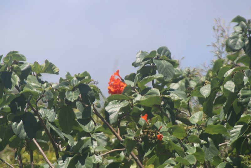 Cordia sebestena, photographed by Juan Cruzado Cortés