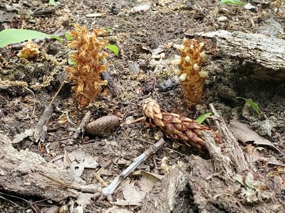 Conopholis americana, photographed by Craig Martin