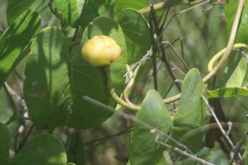 Ipomoea violacea, photographed by Juan Cruzado Cortés