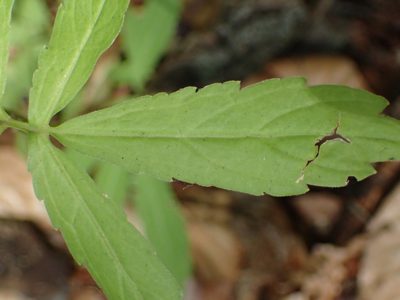 Cardamine bulbifera, photographed by Juraj Ahel