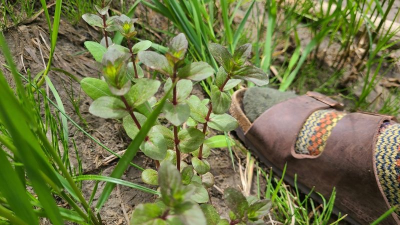 Mentha canadensis, photographed by Celina Waldron