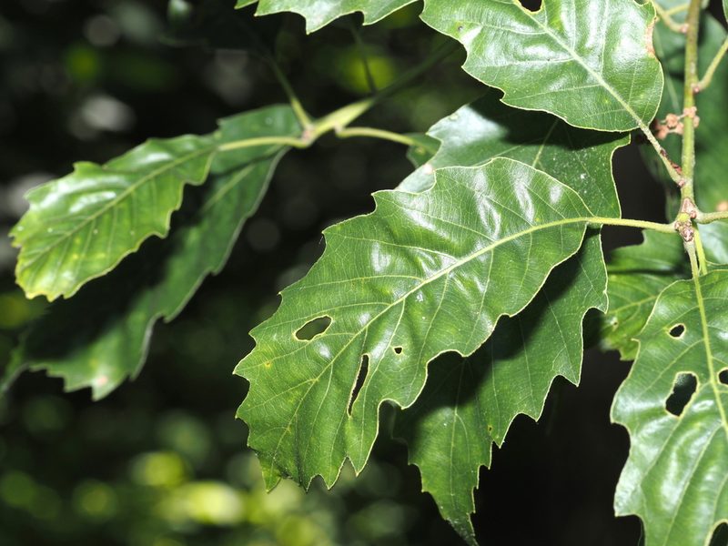 Quercus muehlenbergii, photographed by Jeff Clark