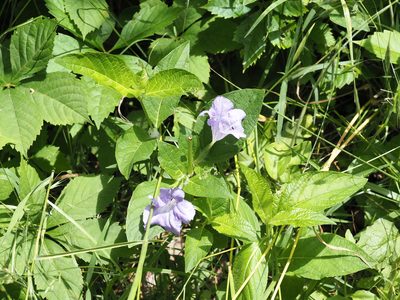 Ruellia strepens, photographed by Jeff Clark