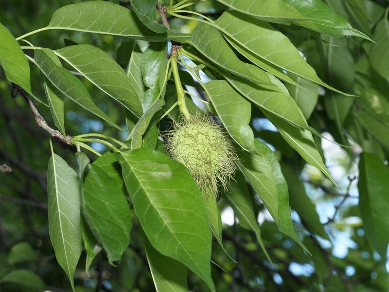 Maclura pomifera, photographed by Jeff Clark